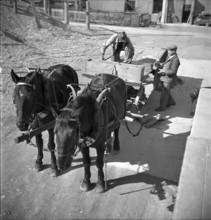 Frutigen, horses and cart; 1946.