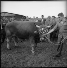 Optimist, the bull of the year, breeding bull market Zug 1962.