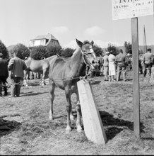 Horse market of Chaindon-Reconvilier, foal, 1959.