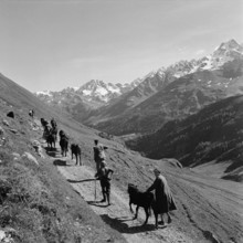 Driving the cattle up to the mountain pastures, 1955.