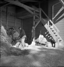 Laupen: man sawing wood beside residential building for working-class familiy; 1939.