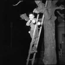 Boy fixes lanterns on a tree, on Santa Claus in Arth, 1950.