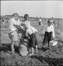 Schoolchildren gleaning; gleanings; 1941.