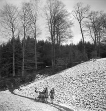 Girls collect fir cones for heating, 1944.