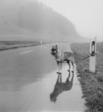 Dog tethered to side of the road 1969.