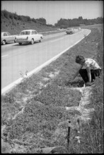 Test gardening along the motorway, 1972.