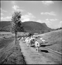 Cattle are driven to France, Vallorbe 1952.