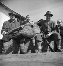 Hunting wild boars in Elgg, 1950.