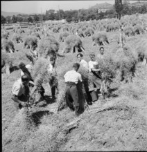 Rape field in the city centre; harvest; 1944.