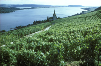 Vineyard near Ligerz 1983.