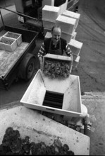 Epesses; grape harvest; 1971.