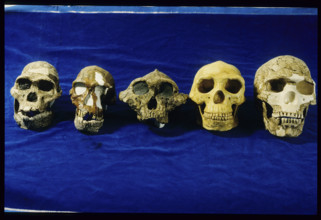 Different Skulls, National museum Kenya 1984