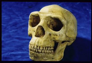 Skull of Home Erectus, National Museum of Kenya 1984