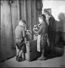 Farmer's sons getting pieces of firewood in 1941.
