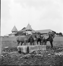 42nd Marche-Concours Saignelegier, horse watering place, 1945.