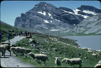 Sheep festival at the Gemmi pass, 1980.