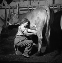 Farmer Milking a Cow, 1945.