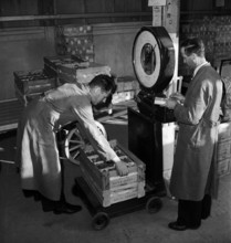 Weighing of crates with strawberries before loading them on a train, 1942.
