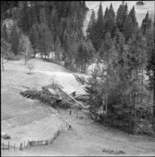 Uprooted trees near the Frutigen-Adelboden street; 1962.