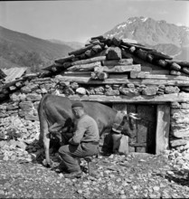 Farmer milking a cow in the Valais mountains, 1942.
