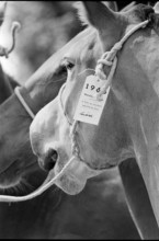 63th Marche-Concours Saignelegier, horse's head 1966.