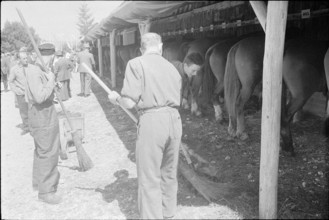 60th Marche-Concours Saignelegier, horse stable, 1963.