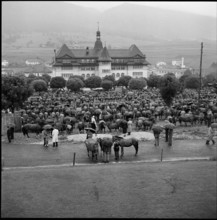Horse market of Chaindon-Reconvilier, schoolhouse, 1956.