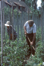 Tomato cultivation in canton Valais 1980.