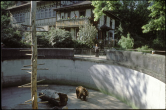 Bear in Barengraben.