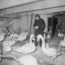 Swan-rescue.