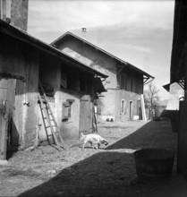 Dog crossing lane in the village Gy; 1947.