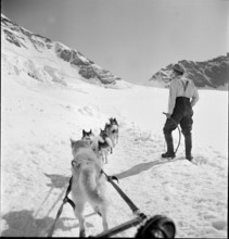 Jungfraujoch 1942: man with sledge dogs.