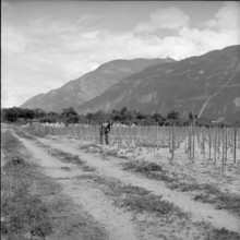 Vines war in Wallis: Destruction of illegal vineyards, 1961.