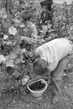 Vintage in Hallau, 1967.