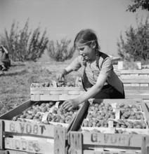 Girl at the Strawberry Harvest in Valais, 1949.