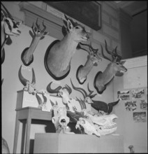 Hunting Trophies, 1953.