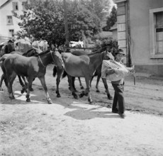 Horse market of Chaindon-Reconvilier, horse breeder, 1941.