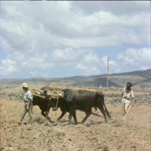 Farmer ploughing with oxen, Tenerife 1970.