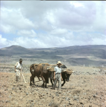 Farmer ploughing with oxen, Tenerife 1970.