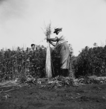 Farmer harvesting hemp 1942.