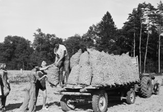 WW 2: potato harvest, Flaach 1942.