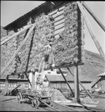 WW 2: grain crop, harvest in Tschamut 1941.