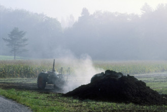 Manuring, dung being spread on a field.