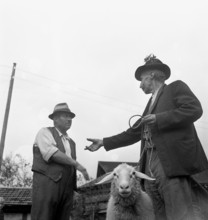 Separation of the sheep in autumn, 1941.