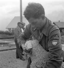 Separation of the sheep in autumn, 1941.