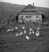 Grandevent sur Grandson, chicken in front of a farm house; 1948.