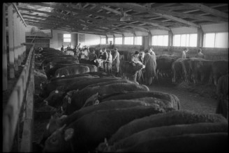 Breeding bull market Sargans, examination of animals 1962.