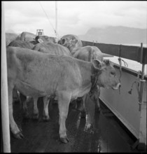 Cattle transport on the Lake Lucerne, 1941.