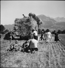 Hay cart; Gleaning; 1945.