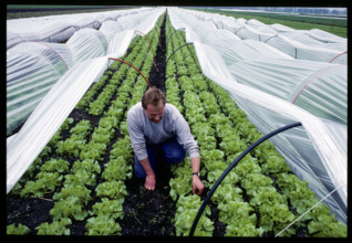 Man in salad field, 1989.